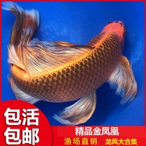 Ruby Fire Phoenix Pine Ye Longfeng Koi Live Goldfish Live Freshwater Watching Fish Long Tail Butterfly Carp