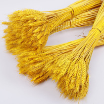 Oyanwang Natural Gold Barley Spike Dry Flower Opening Shop Qingflower Basket Material Wheat Ears Flower Shop Special Decorated Barley Spike