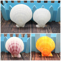 Natural conch shell colorful White color orange large scallop piece hand-painted DIY ornaments fish tank decoration