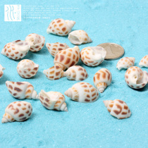 Mixed color small conch shell Moss micro Landscape Ornament Flower pot landscape ornaments hot sale DIY assembly material