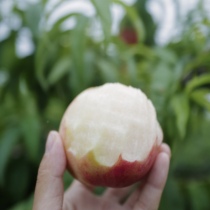 (UVOL) direct supply from the place of origin) to break through the Peach Peach Garden Fresh Pick 5 Jin Shunfeng