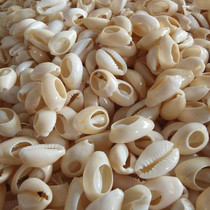 120 Phnom Penh snail sea coin sliced natural white conch