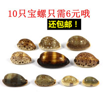Specimen collection snail package conch shell children handmade diy wind chimes bracelet material package