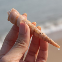 Conch shell cone snail long spiral pen conch platform collection fish tank DIY decoration children toys