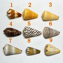 Conch Shell Coral Flower Point Cono Fish Tank Landscaping Home Decoration Creative Gift Stall