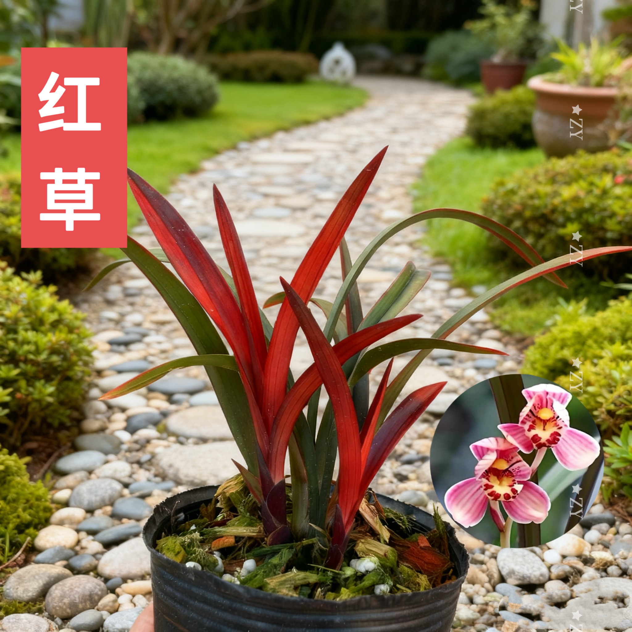 寒兰红草-寒兰红草促销价格、寒兰红草品牌- 淘宝