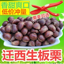 In 2021 the current pick of Qianxi authentic Yanshan wild oil chestnut Dasheng chestnut fresh chestnut small hairy chestnut chestnut
