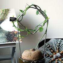 pnd original prismatic metal stainless steel turtle chia dragon climbing rattan turtle block root plant minima green loo shelf