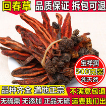 Rejuvenating grass dried wild evergreen grass Yunnan Dingtianzhu insulation bubble water bubble wine formula nourishing male grass cistanche Inner Mongolia
