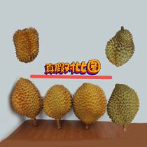 Fake durian model simulation golden pillow cat mountain king meat props display live fruit shop decoration photo background wall
