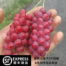 Qinling south Schisandra fresh weight spot speed foaming wine tea SF Aviation cold chain 2 pounds pre-sale