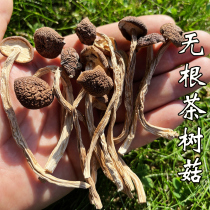 Tea Tree Mushrooms Dry Goods Principal New Goods Not Open Umbrella Trimming No Root Tender Tea Tree Mushrooms Mushrooms Mushroom Pot soup Bulk 500g