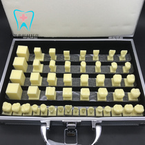 Dental oral teaching training 2 5 times carving step demonstration model student carving teeth