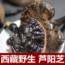 Luyangzhi wild 100 grams buy two gift one entity Chinese herbal medicine shop quality monopoly