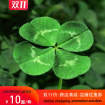 200 Seeds Pack Four Leaf Clover Seed Home Garden Decorat