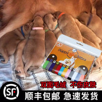 Newborn little dog cat pet identification ring neck identification band identification collar milk dog kitten marking rope