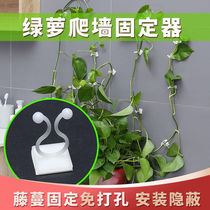 Green Ole Climbing Wall Thever Green Plant climbing fixer Home No Mark Climbing Vines Stick Green Basket Clips Hooks of Vine Wall-mounted Buckle