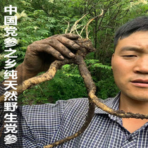 Gansu new pure natural wild party ginseng 500g extra-grade thick whole root with party patterns can be sliced ​​and ground