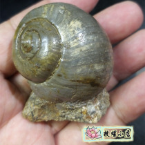 France yu luo fossil