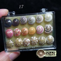 18 rainbow snail box set to choose one more