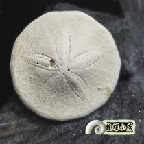 Sea urchin fossils in Japan