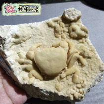 Turkish cave crab fossil Cenozoic