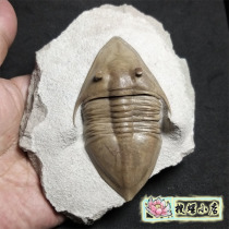 Russian triangular shield trilobite fossil Ordovician