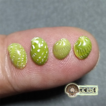 5-7mm Jade snail very small random delivery