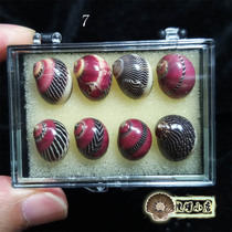 A set of 8 red-spotted snail belt display box with bright colors and good appearance