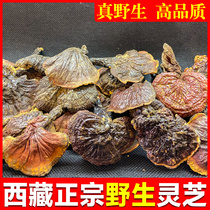 Tibet wild Ganoderma lucidum red Reishi wild flat cover Ganoderma dry purple Ganoderma Nyingchi wild Ganoderma piece gift boxed