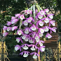 (Days Off the Fairy Plate Plant) to raise raw non-dendrobium dendrobium dendrobium fresh dendrobium dendrobium dendrobium stem dry flowers