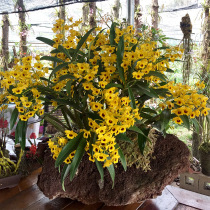 Authentic health care large clump drumstick dendrobium seedlings 250g Naked dendrobium seedlings fresh strips Dendrobium nobile Dendrobium orchid Dendrobium seedlings