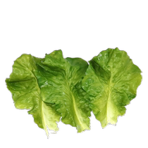 Simulation lettuce leaf vegetable lettuce slices waterproof food food model props hotel cabinet farmhouse decoration