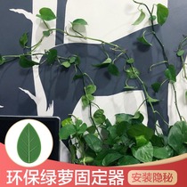 Green Rose green plant climbing wall fixed artifact no trace household buckle climbing indoor vine plant wall adhesive hook fixing clip