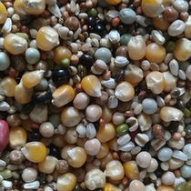 Xiaolong without peanuts 3A nutrition fresh belt corn cooked soybeans universal bird feed 50 Jin Jiangsu Zhejiang Shanghai and Anhui