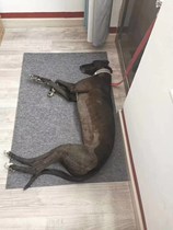 Dog mat thickened with warm and anti-wear and abrasion resistance