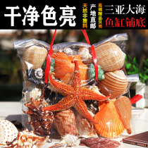 Hainan trinkets Shell conch starfish home decoration fish tank Landscaping aquarium Birthday gift Childrens toys