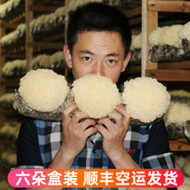 Pick up the reputation of fresh white fungus 6 boxed live fresh snow ear Gutian white fungus farm self-planted sulfur-free waxy ear non-dry goods