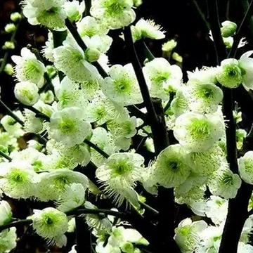 青軸野梅(一重緑萼.白花)　[文人風木]　大品盆栽　梅 野梅（白花一重咲）約80年 | 雨竹亭オンラインショップ