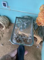 Luding chicken shovel shit Divine Instrumental Walnut Sand chicken Glutinous Rice Cake Special Spade Cat Sand Shovel Climbing and Sand Shovel Luding Chicken Special Tool