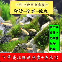 Baiyun gold wire red gold wire freshwater fish cold water package live viewing fish zebrafish