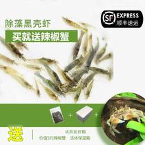 Black Shell Shrimp Small Vat Clean Shrimp Turtle Feed Except Algae Shrimp Ornamental Shrimp Tools Shrimp Grass Vat Aquarium Fish Tank Building