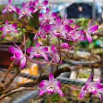 Sakura Dendrobium rare Dendrobium variety Vietnam Sakura blossom beautiful purple red flower lilac light fragrance