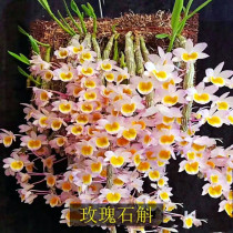 Rose Dendrobium taste bitter flowering very beautiful heat relief toothache pink flower epiphytic orchid flower color beautiful