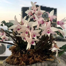 Rare Guilin Dendrobium is better than Huoshan Dendrobium than Dendrobium