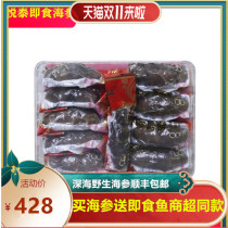 Yuetai Instant Sea Cucumber 500g Deep Seabed Sowing Wild Sea Cucumber Seafood Yantai Seafood Jiaodong Specialty Old Pregnant