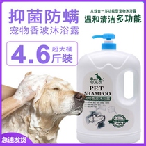 Large Bottle Persistent Pooch Dog Light Fragrance Red Brown Shampoo Scented Black Ash Pet Shop Pooch shower Terrace Teddy Special