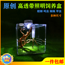 Acrylic belt lighting landscaping box mantis songworm net spider jumping spider insect beetle micro landscape night light bamboo lacewing