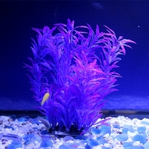 Simulation of aquatic plants in the fish tank Fish tank seagrass Fish in the live fish tank Grass Fish in the tank Aquatic plants underwater