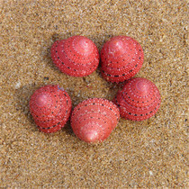 Hot sale natural conch shell strawberry bell snail 2CM scarce snail specimen collection gift cute DIY decoration